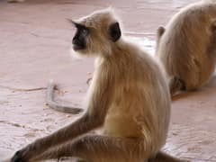 Northern plains gray langur