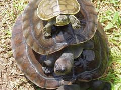 Northern river terrapin