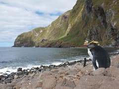 Northern rockhopper penguin