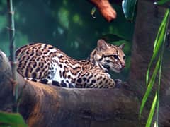 Ocelot