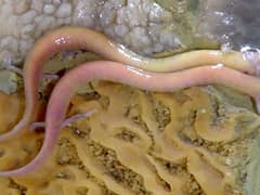 Olm