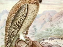 Omani Owl