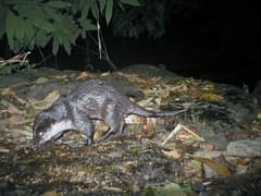 Oriental small-clawed otter