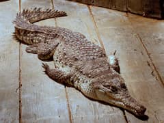 Orinoco crocodile