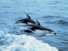 Pacific white-sided dolphin