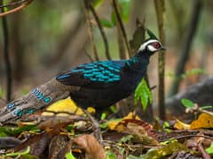 Palawan Peacock-pheasant