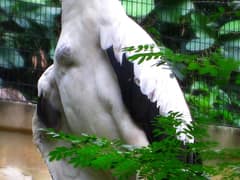 Palm-nut Vulture
