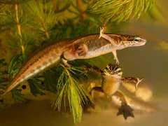 Palmate Newt