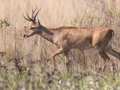 Pampas deer