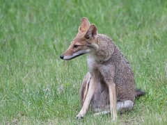 Pampas fox