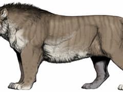 Panthera leo fossilis