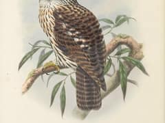 Papuan Hawk-Owl