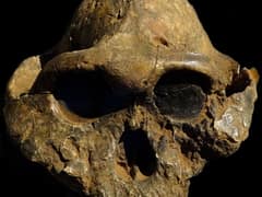 Australopithecus boisei