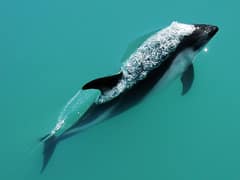Peale's dolphin