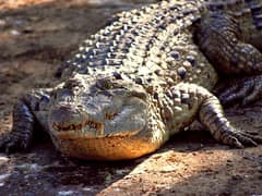 Philippine crocodile