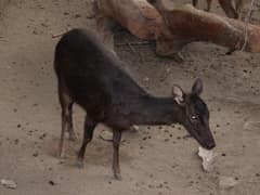 Philippine deer