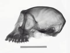 Pig-tailed langur