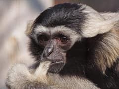 Pileated Gibbon