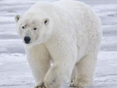 Polar bear