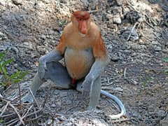 Proboscis monkey