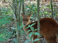 Pygmy brocket