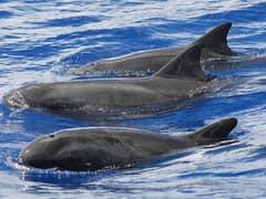 Pygmy killer whale