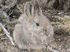 Pygmy rabbit