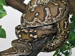 Angolapython