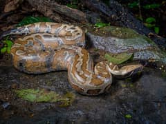 Blutpython