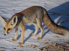 Rüppell's fox