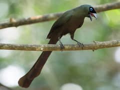 Racket-tailed Treepie