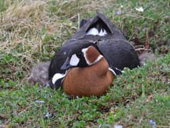 Red-breasted Goose
