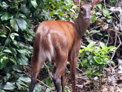 Red brocket