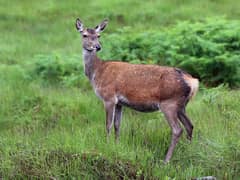 Red deer