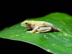 Red-eyed tree frog