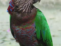 Red-fan Parrot