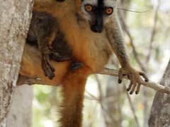Red-fronted lemur