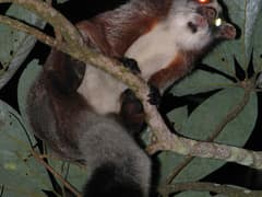 Red giant flying squirrel