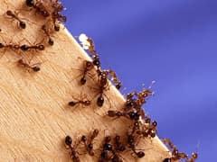 Red imported fire ant
