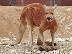 Red kangaroo