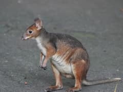 Red-legged pademelon