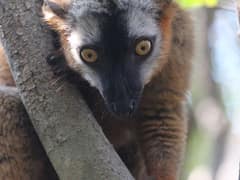 Red lemur