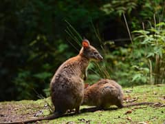Red-necked pademelon