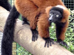 Red ruffed lemur