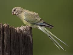 Red-rumped Parrot