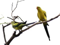 Regent Parrot