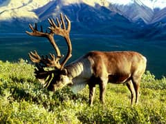 Reindeer