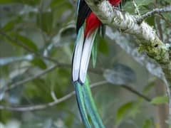 Resplendent quetzal