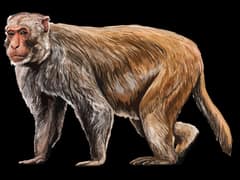 Rhesus macaque