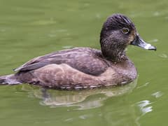 Ring-necked Duck